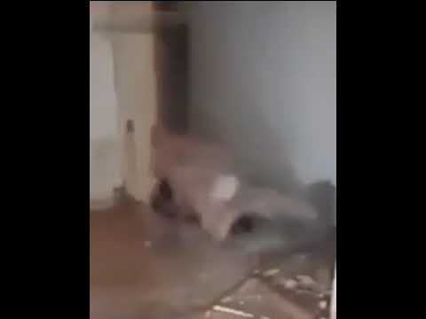 Darwin Award Nominee | Crazy Moments