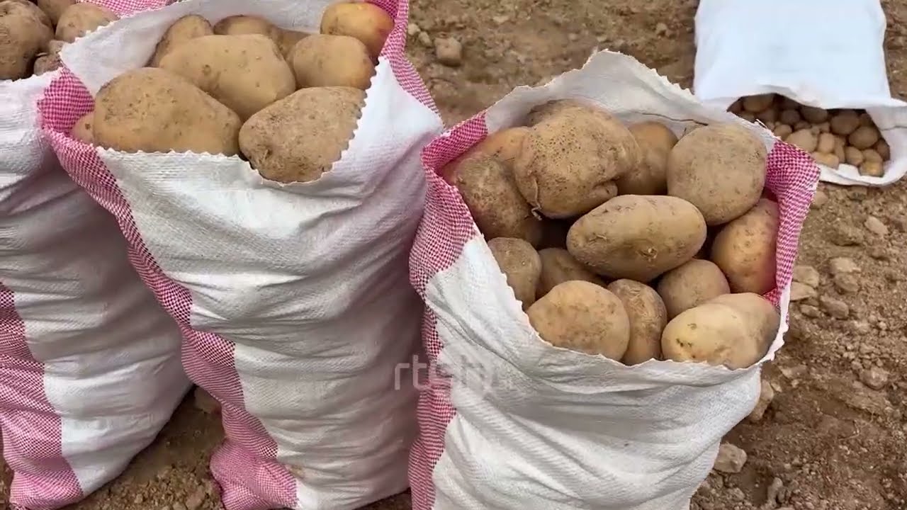 Sezoni i patates në Kukës, fermerët përballen me mungesën e tregut