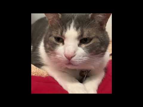 Shiro Shaberu - Greetings! By Shiro sama