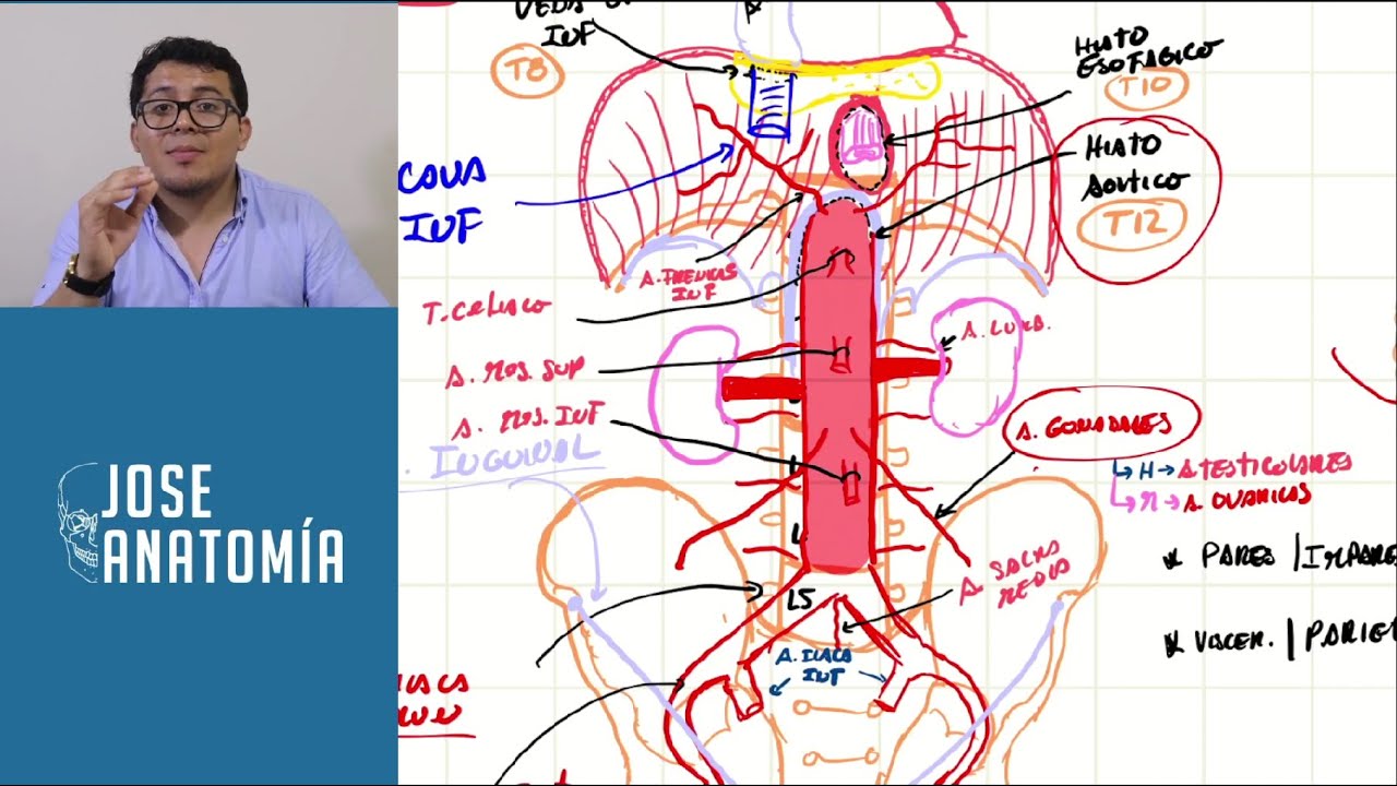 AORTA ABDOMINAL  |  FACIL Y DIDACTICO
