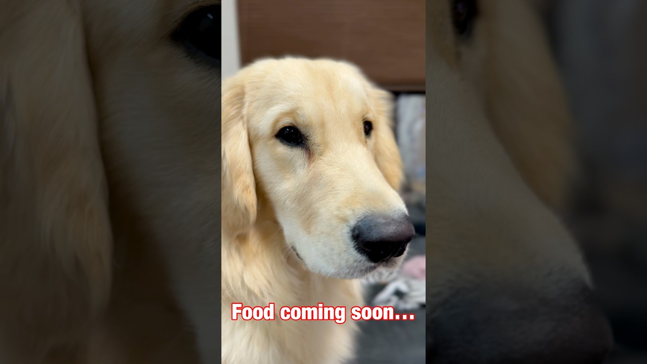 The golden retriever puppy is obsessed with YouTube #puppy #goldenretriever #shorts