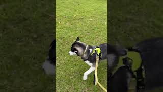 Rain drops keep falling on my head #shorts #funny #husky #puppy