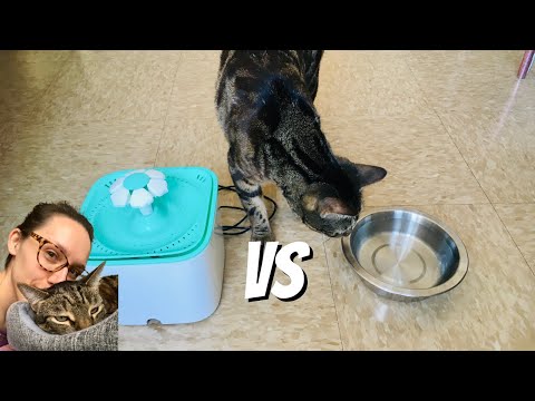 Cat water fountain vs dish ft MeloCat