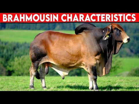 , title : '⭕ BRAHMOUSIN CHARACTERISTICS ✅  Cattle Brahmousin'