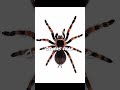 Comment Your Fear Trending Youtubeshorts Flawless Fixx