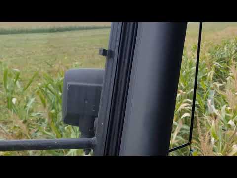 Maisernte Sauen Wildscheine Erntejagd Maishäckseln