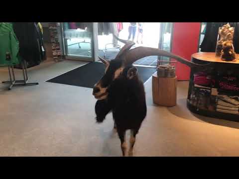Geißbock beim Shoppen am Stubaier Gletscher