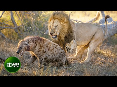 Most Incredible Fights of Lion and Hyena Ever Caught on Camera | Animal Fights