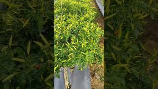 Download lagu cabe rawit tegak ALIP .. buah lebat, padat, tahan simpan !! mp3