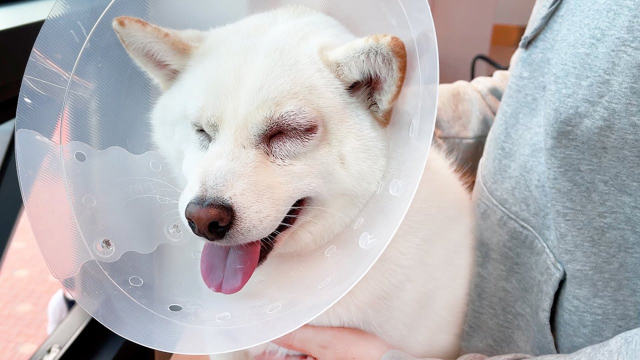 여우가 예방접종 맞고 죽을 뻔 했어요..