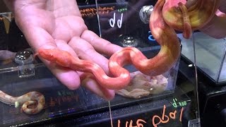 Fire Opal &amp; El Diablo Boa- Daytona Reptile Breeders Expo- Part 6