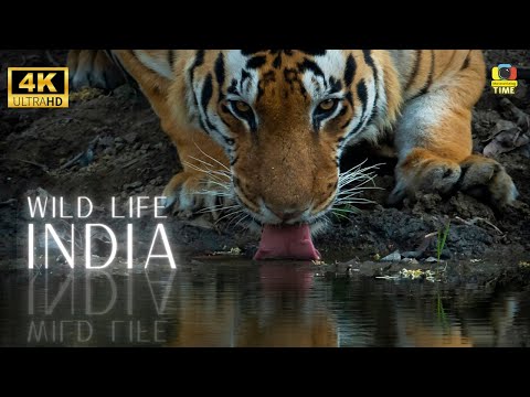 Wild Life in India 4K : Wild Life in India A wildlife safari in India 4K | Cinematic video