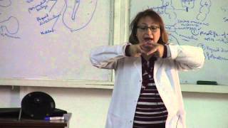 4-[Special embryology] Dr.Hanan (Thyroid gland till development of eosophagus) 9/3/2016