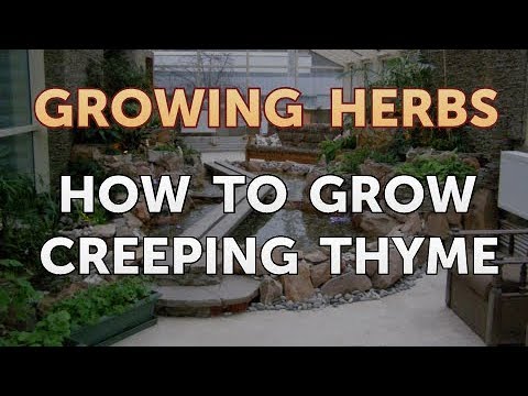 How to Divide Lavender Plants