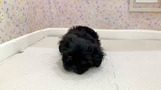 ハーフ犬の動画01