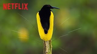 Netflix Bailando con los pájaros (doblaje) | Tráiler oficial anuncio