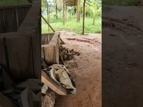 cachoeira do Piriá uma cidade minada de ouro