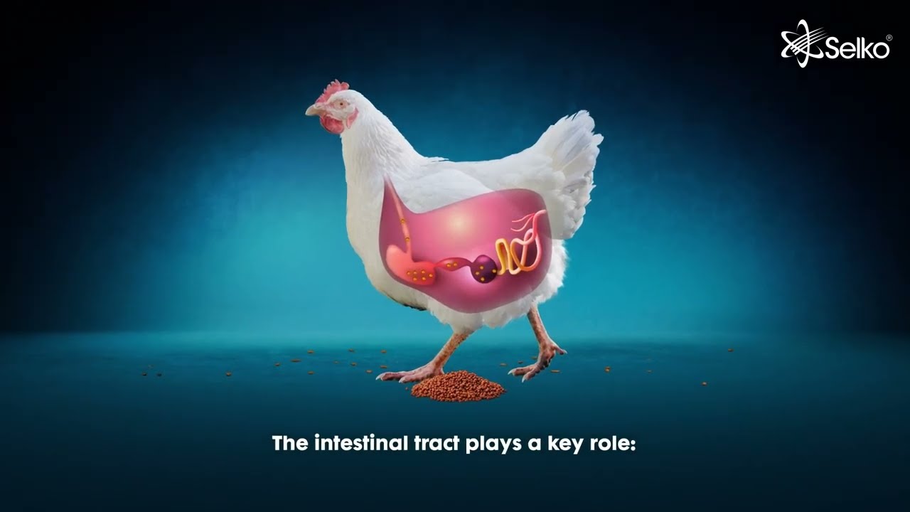 Fytera Perform | Selko