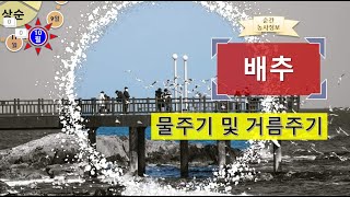 [농사정보(10월 상순)] 배추_물주기 및 거름주기