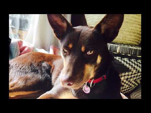 Devika’s dogs name is...