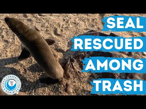 Seal Rescued Among Trash