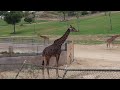 Early Hours SD Zoo Safari Park Lions Africa Tram Watering Hole Gorillas Tiger More