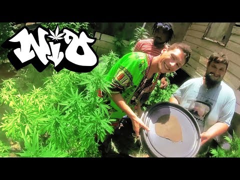 N i O - JAMAIKANISCHER WEIN [OFFICIAL MUSIC VIDEO]