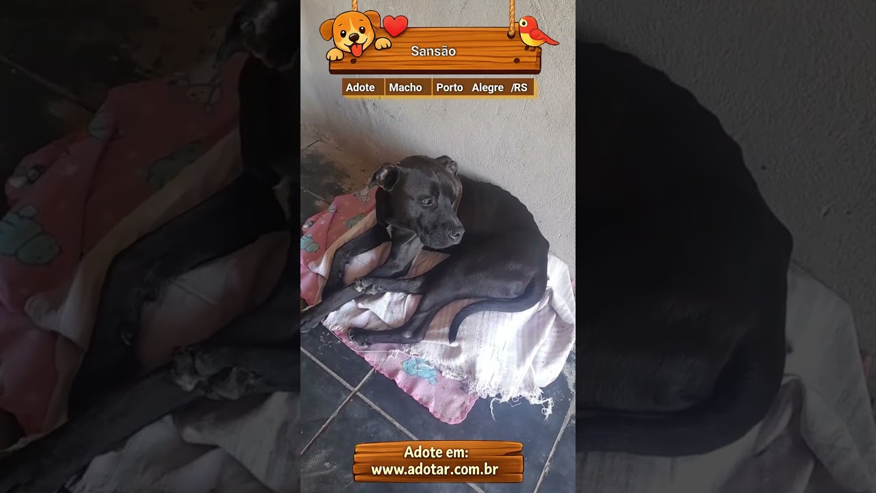 Cachorro raça Mestico de pittbull idade 1 ano nome Sansão  51 982945615 
