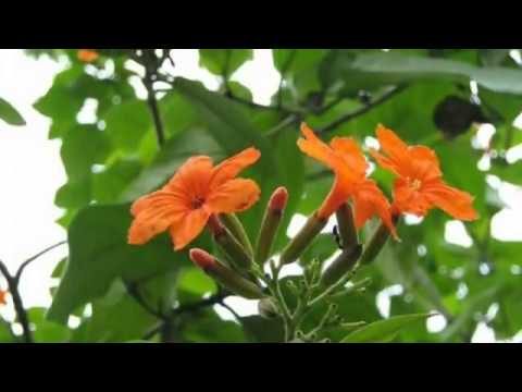 Ukil Munshi, Sunamgonj Sylhet Region Folk, Bangladesh  17 Prano Bandhu Aasia, Kachete Bosia