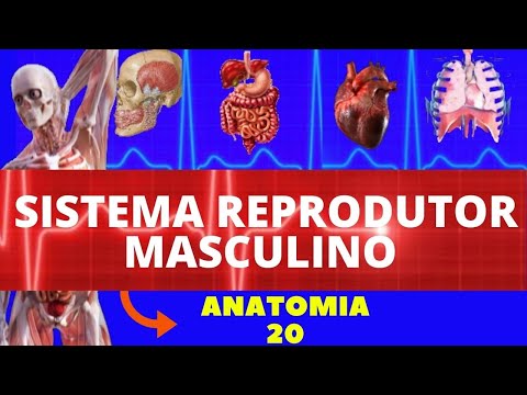 ANATOMIA DO SISTEMA REPRODUTOR MASCULINO (ANATOMIA HUMANA) - SISTEMA REPRODUTOR #ANATOMIA