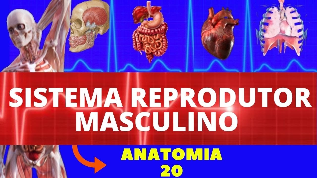 ANATOMIA DO SISTEMA REPRODUTOR MASCULINO (ANATOMIA HUMANA) - SISTEMA REPRODUTOR #ANATOMIA