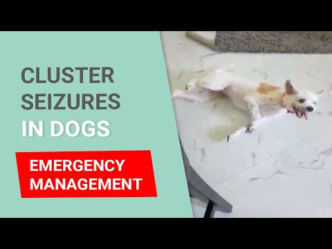Managing Seizure Emergencies in Pets | In hospital and at home options