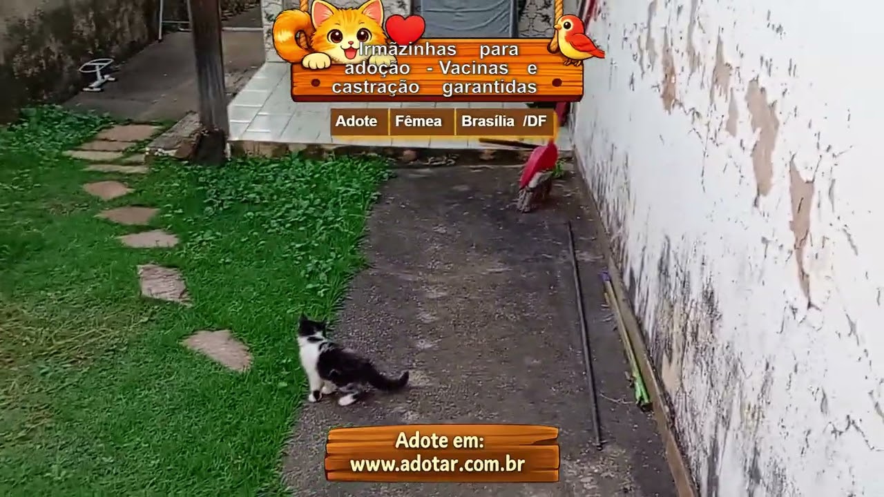 Gato raça SRD-ViraLata idade Abaixo de 2 meses nome Irmãzinhas para adoção - Vacinas e castração garantidas