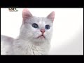 Angora Turco - CATS 101 - Turkish Angora [ENG]