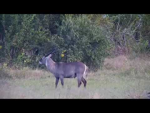 Djuma: Waterbucks and Impalas - 15:46 - 05/02/21