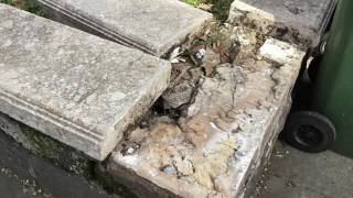 senza-luci-le-aiuole-cadono-a-pezzi-benvenuti-a-viale-italia