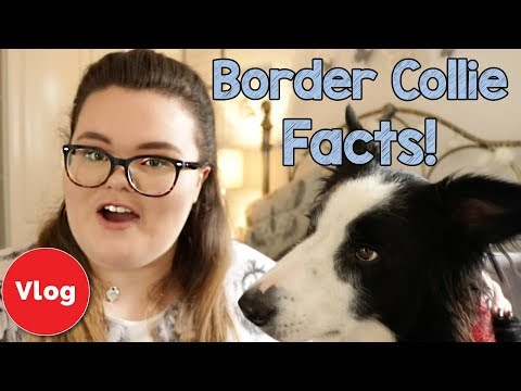 download lagu mp3 mp4 Border Collie Food Requirements, download lagu Border Collie Food Requirements gratis, unduh video klip Border Collie Food Requirements