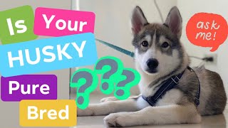 How to tell if a HUSKY is a PURE BRED?