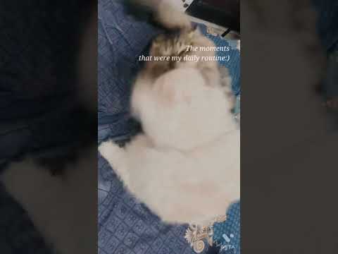 The Persian Cat & Norwegian Cat Fight (playful)