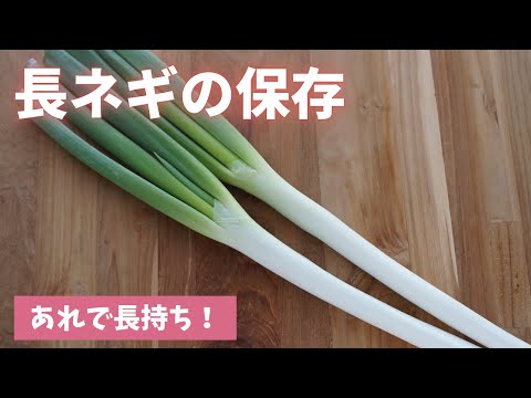 ねぎの保存方法:こうすれば長持ちします 庭の練習