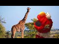 Sesame Street Elmo World Animals DVD Trailer