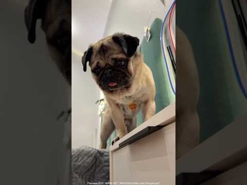 When Sonu Got a Special Interactive Toy After the Injection #viralshort #dog #youtubeshorts