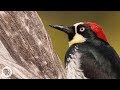 You D Never Guess What An Acorn Woodpecker Eats Deep Look