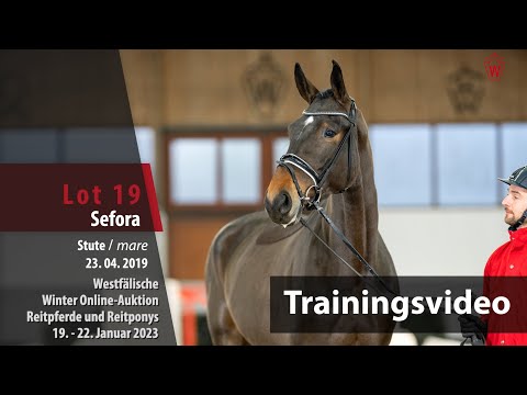 Winter Online-Auktion Training Lot 19 Sefora Stute v. Scolari - Rock Forever II