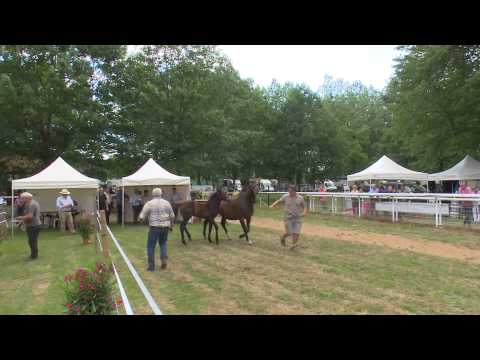 Lot 87 - N Kasibelle De Guye - Lord du Sud / Kasibelle de Guye - Vincent et Gérard Delorme