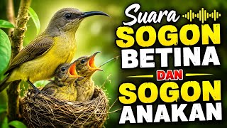 Download lagu SUARA SOGON BETINA DAN SOGON ANAKAN PANCINGAN SOGON TERBAIK mp3
