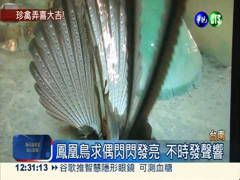 鳳凰鳥閃亮求偶 踩踏腳步如跳舞