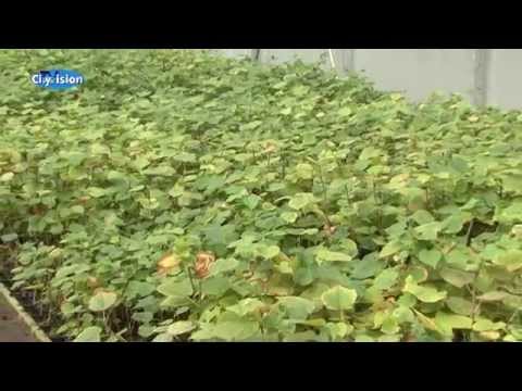 Die BerLinde - Ein echtes Unikat!