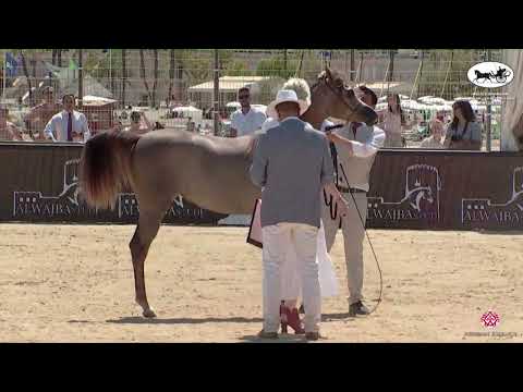 N 21 D NAJLAH   Mediterranean and Arab Countries AHC   Menton 2022   Yearling Fillies Class 1B