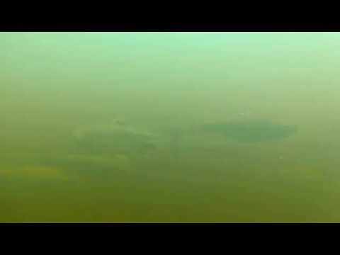 Sampon lohi Joutsa Kostamonjoki